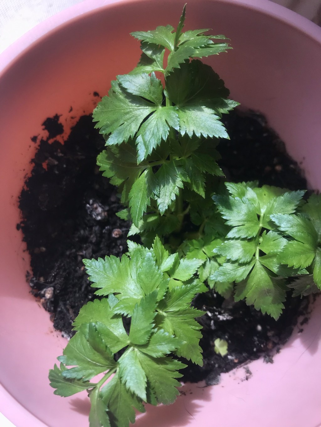 Urban Garden Rollcall