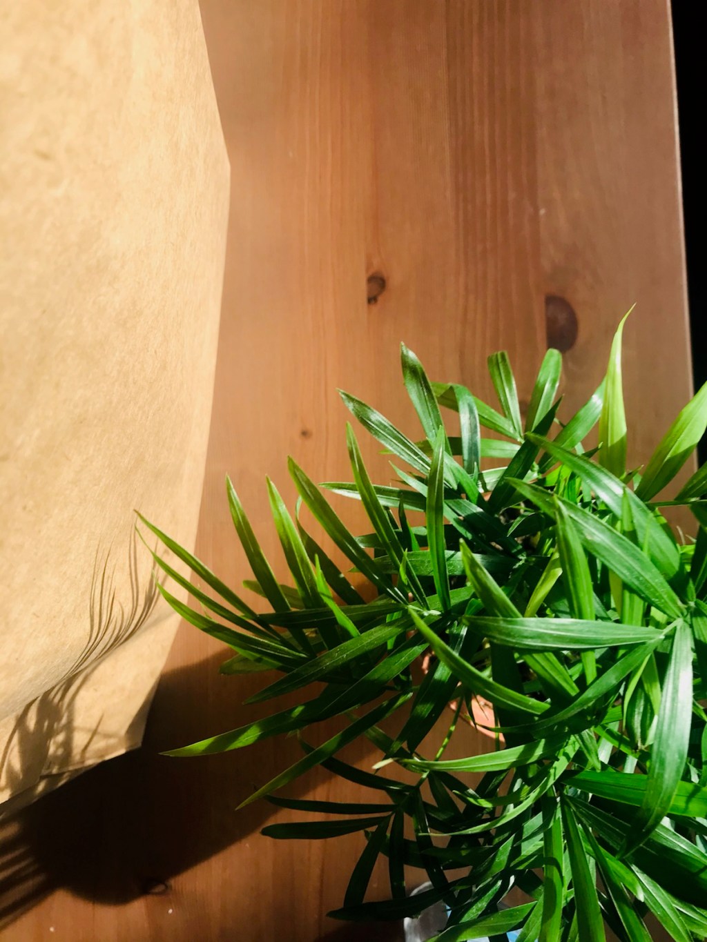 New Plants & A New&nbsp;Week