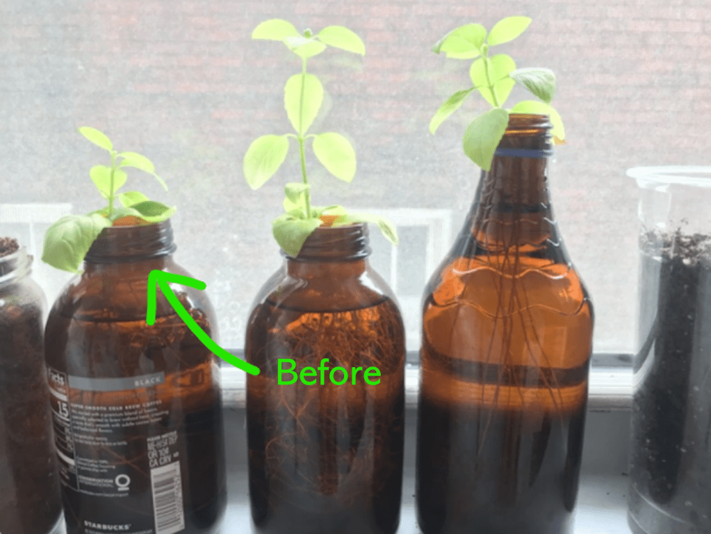 baby basils grow up&nbsp;fast