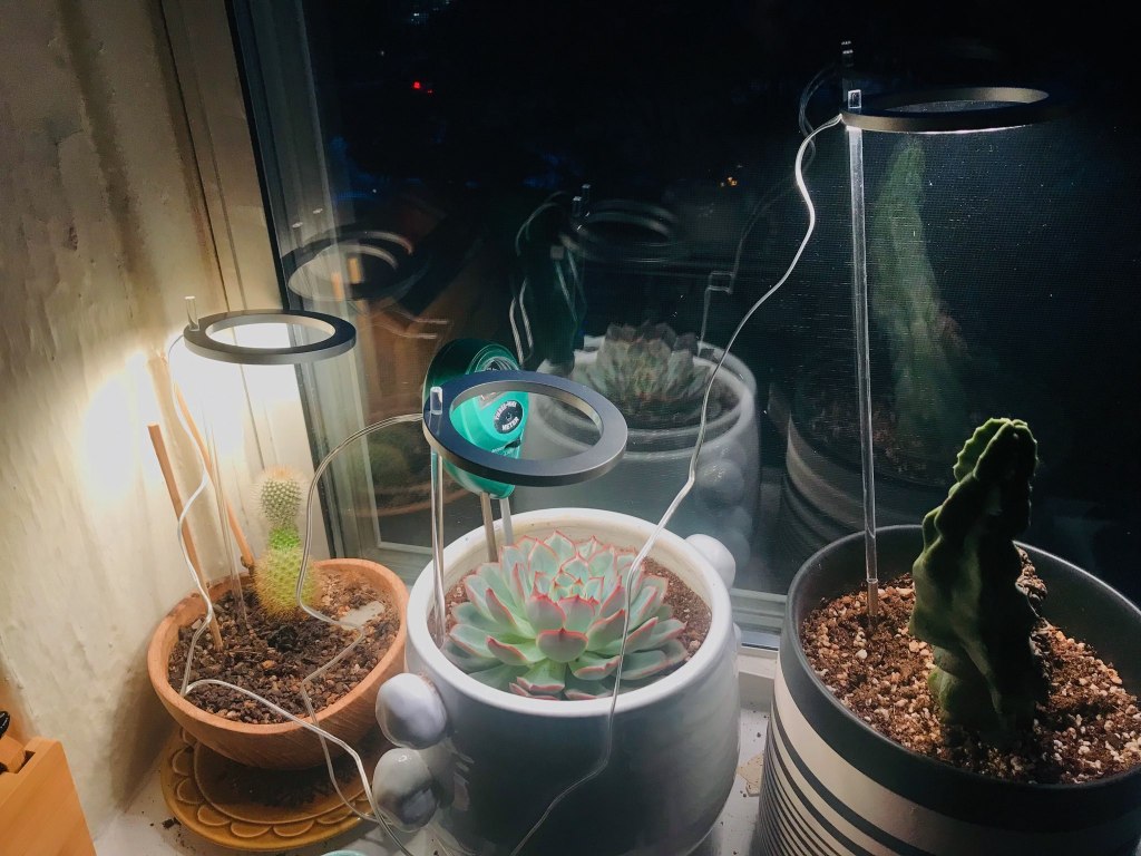 holiday blog post? more like holiday brain dump (with plant&nbsp;updates!)