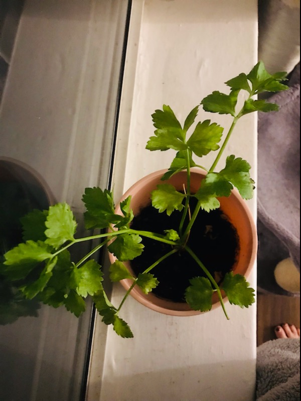 How To: Grow a Celery Plant from Grocery&nbsp;Scraps