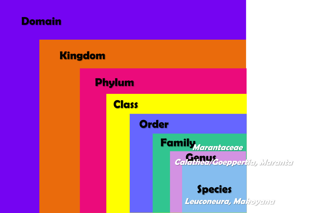 The family Marantaceae includes the genuses calathea/goppertia and maranta. The genus calathea/goppertia includes the species calathea makoyana. The genus maranta includes the species maranta leuconeura.