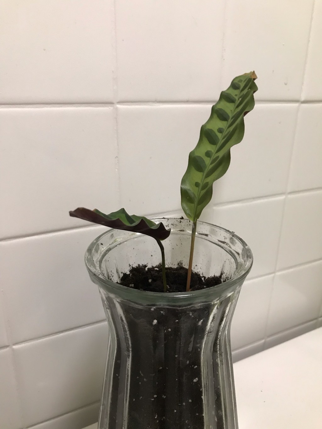 la vita inizia con i pianti (life begins with&nbsp;plants)