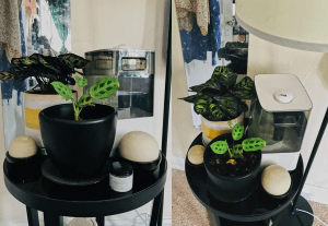 Both of these plants require a good amount of humidity.