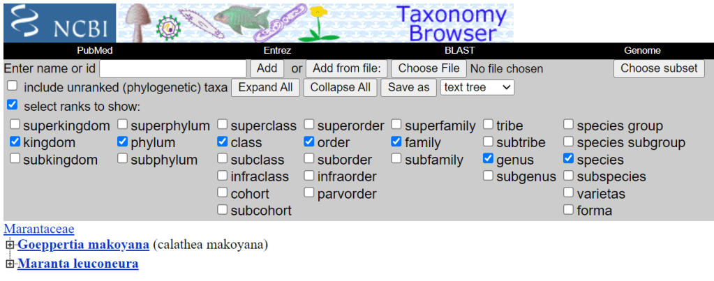 Marantaceaea (family) > Goeppertia/calathea (genus) > Makoyana (species)