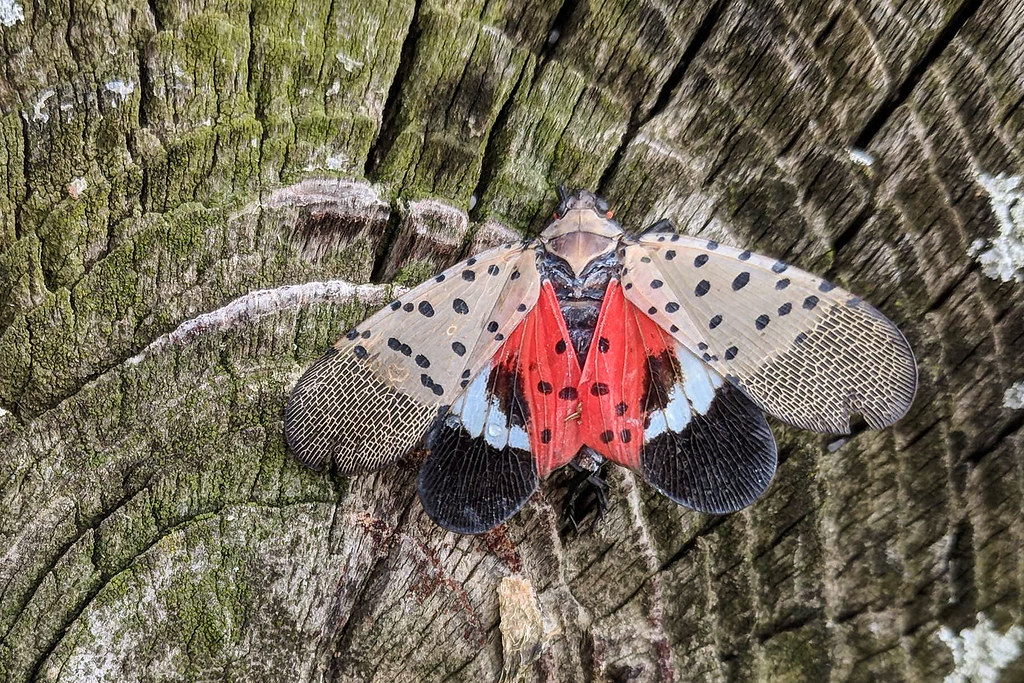 An adult spotted lanternfly sits on the trunk of a tree. The spotted lanternfly is an invasive species in Pennsylvania.