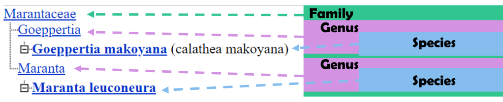 Marantaceae > Goeppertia and Maranta > makoyana and leuconeura