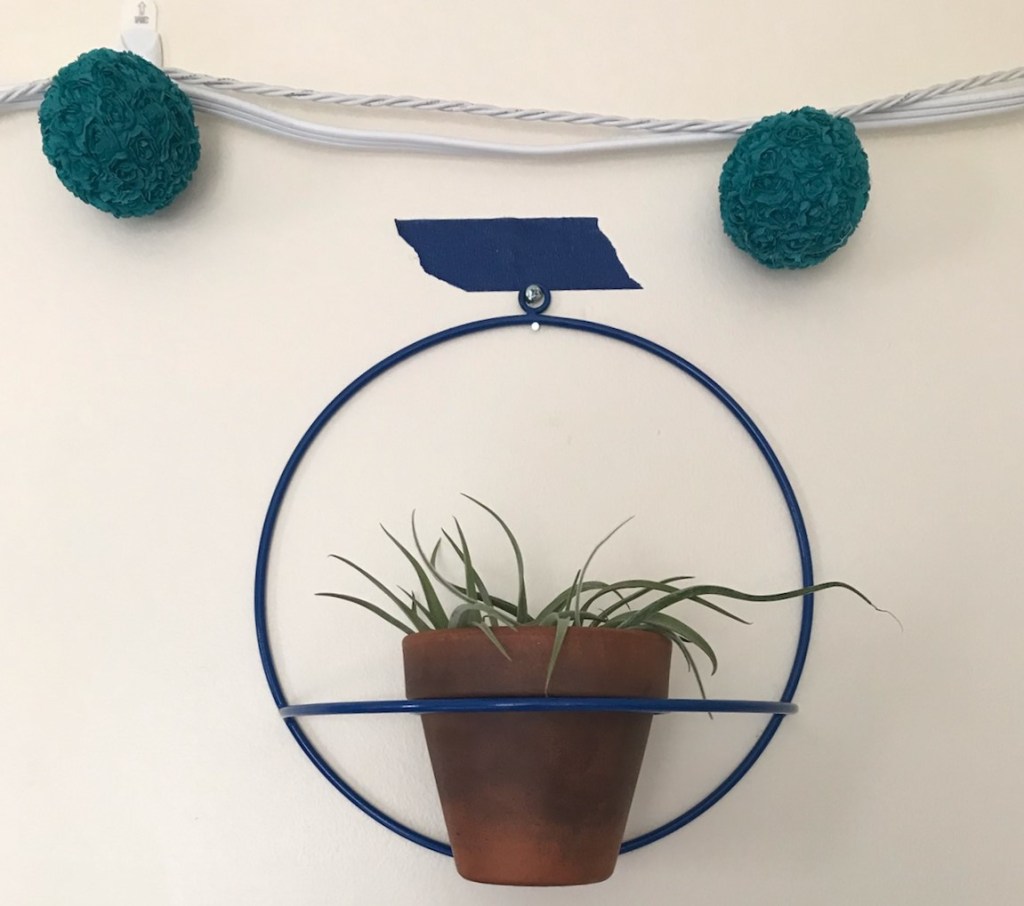 Bath Time: Airplant Watering Tips & Tricks