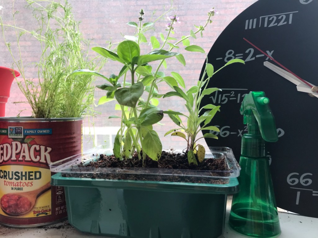 houseplants 36 through 41: the kitchen window herb garden has new inhabitants