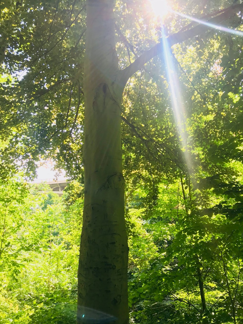 plant care & re-parenting