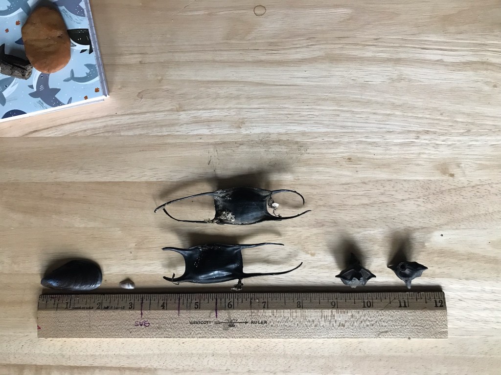 Recent ocean treasures found include: one~2 inch muscle, two egg sac "mermaid purses," and two water chestnuts