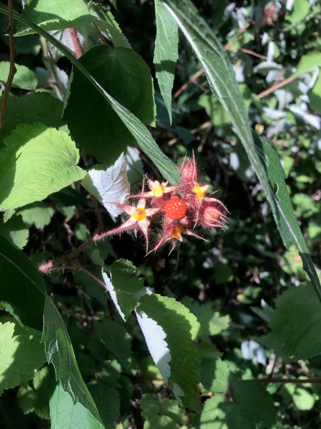 Local Plant Profile:&nbsp;Wineberry