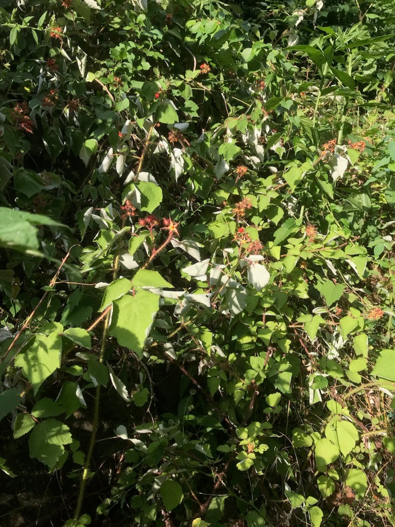 A thicket of wineberry I run past often. Nestled among other plants, it does however reach out toward the trail very far.