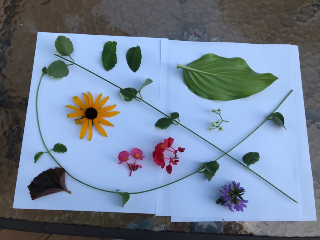Vinca vine, black-eyed susan flower, hasta leaf, unidentified purple flowers, unidentified pale-white flowers from a small tree, two different mint leaves, pink begonias and red begonias plus a begonia leaf