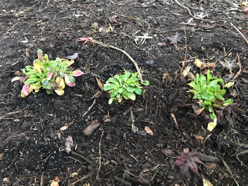 Round leaved ragwort plants planted in Pittsburgh, PA