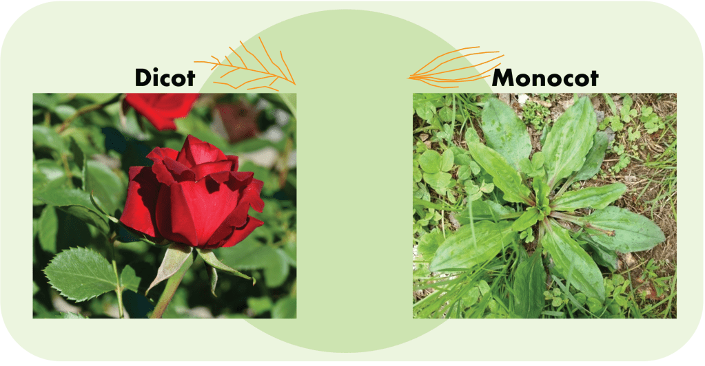 Dicot, or dicotyledon, leaves have netteed veins. Monocot, or monocotyledon, leaves have parallel veins.