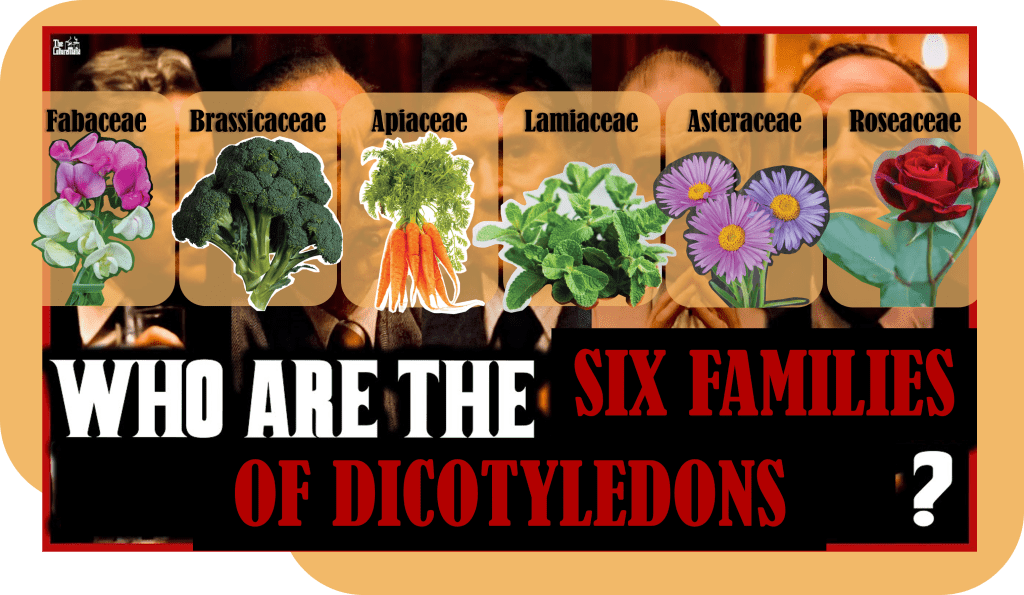There are six common families of dicots: Fabaceae, Brassicaceae, Apicaceae, Lamiaceae, Asteraceae, Roseaceae.